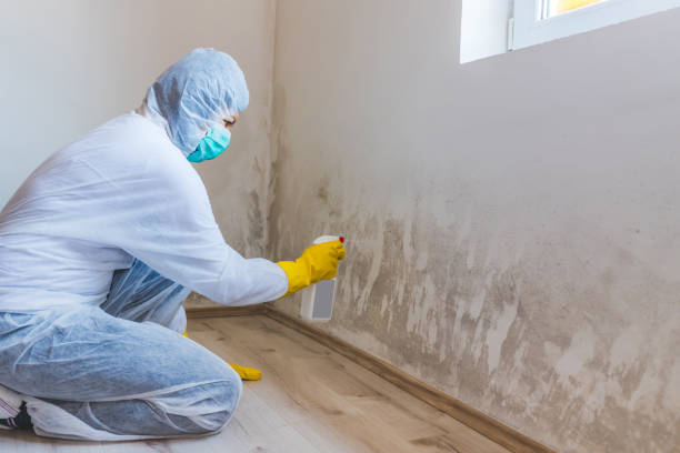 Licensed Basement Mold Removal service in Long Valley, NJ - WQB Mold Removal
