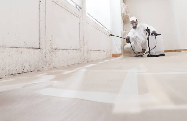 24/7 Emergency Basement Mold Removal experts in Long Valley, NJ