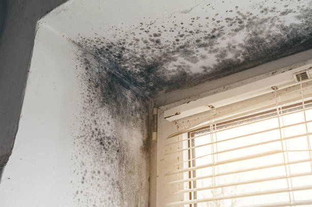 Affordable Basement Mold Removal solutions in Long Valley, NJ